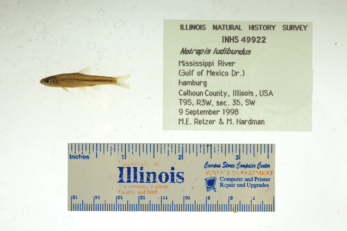 Notropis stramineus image