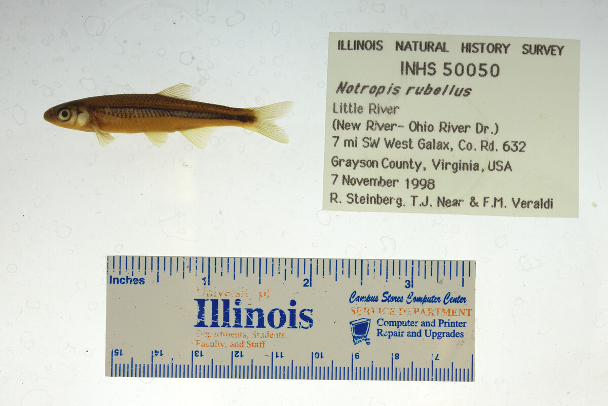 Notropis rubellus image