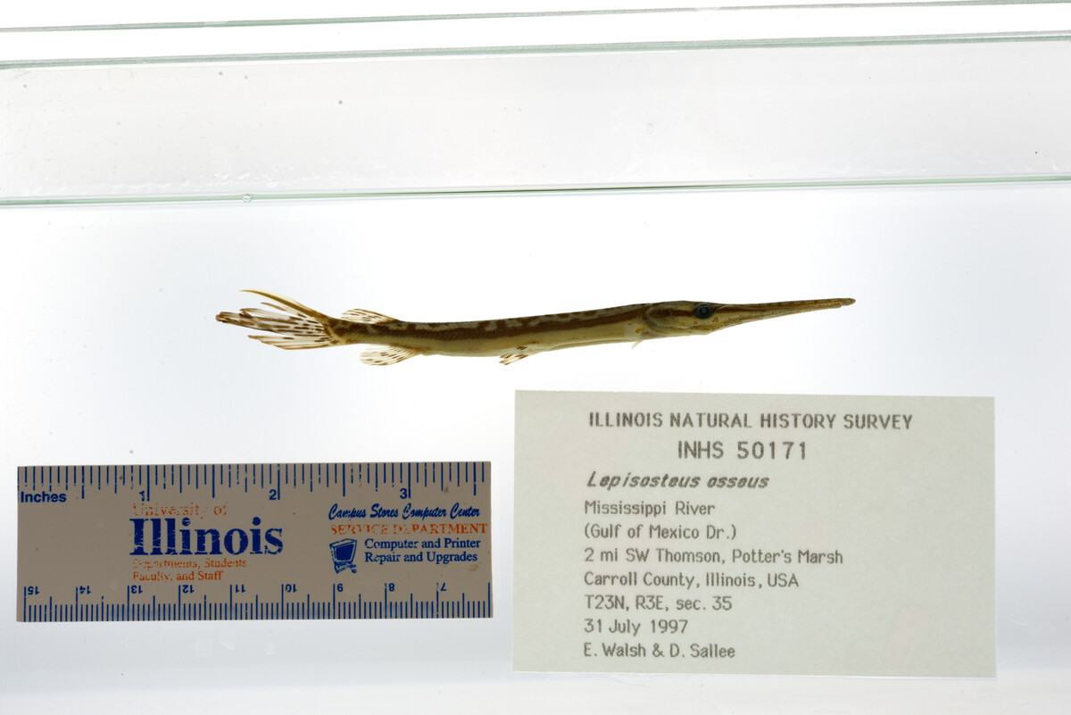 Lepisosteus osseus image
