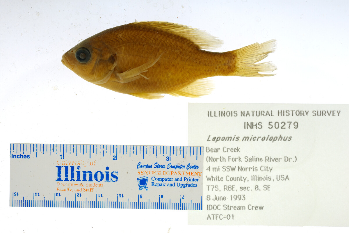 Lepomis microlophus image
