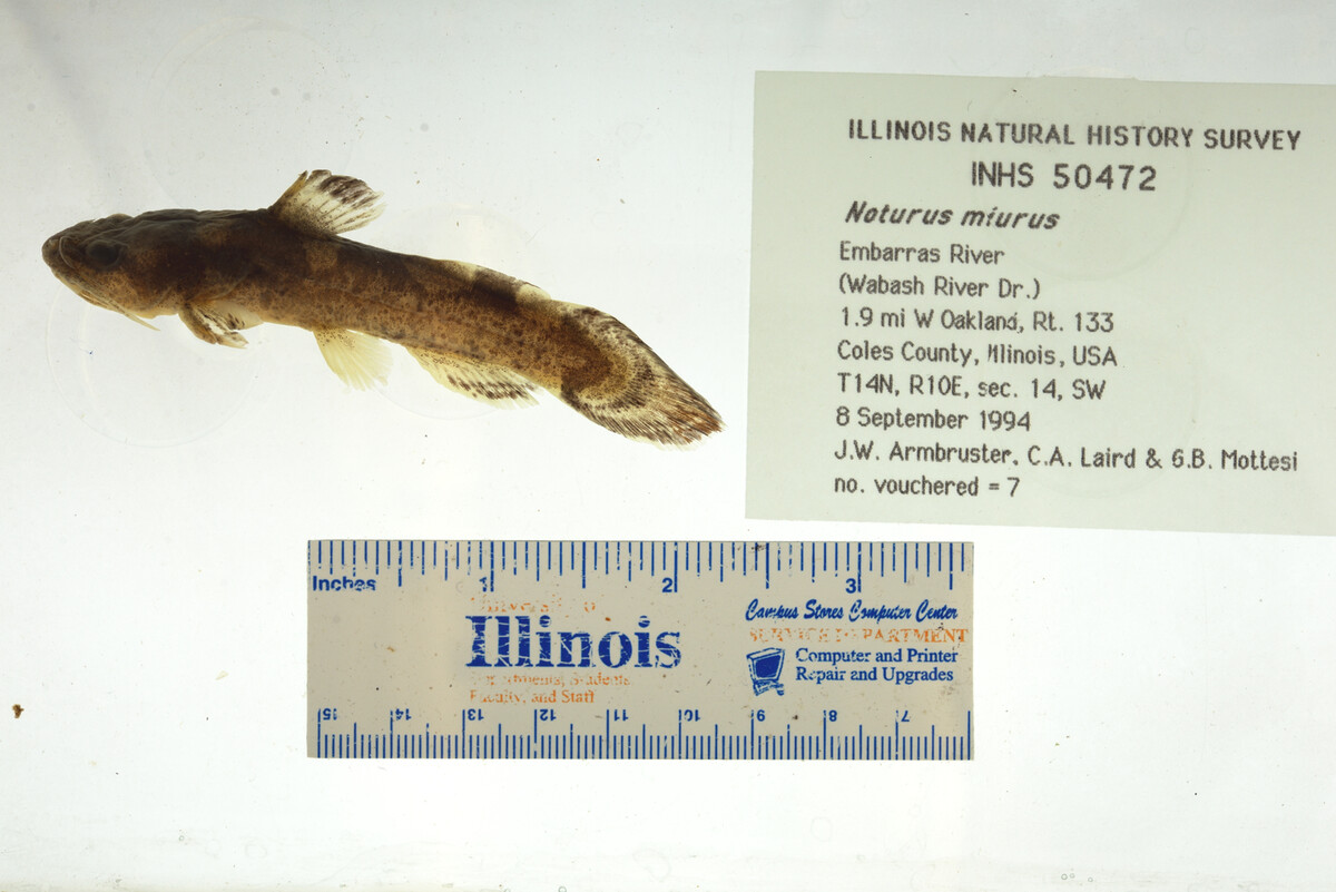 Noturus miurus image