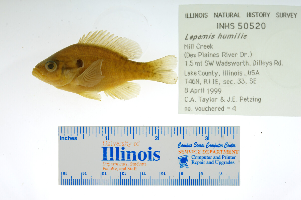 Lepomis humilis image