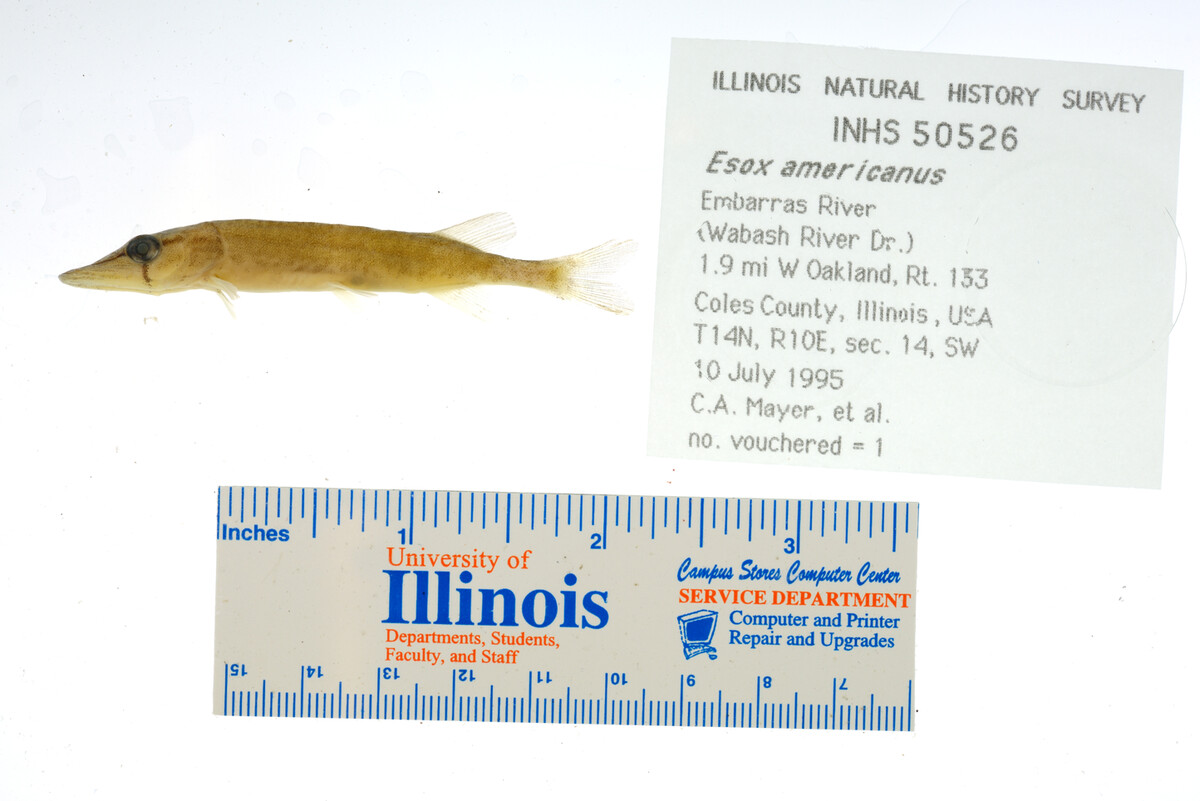 Esox americanus image