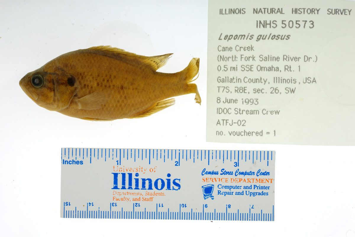 Lepomis gulosus image