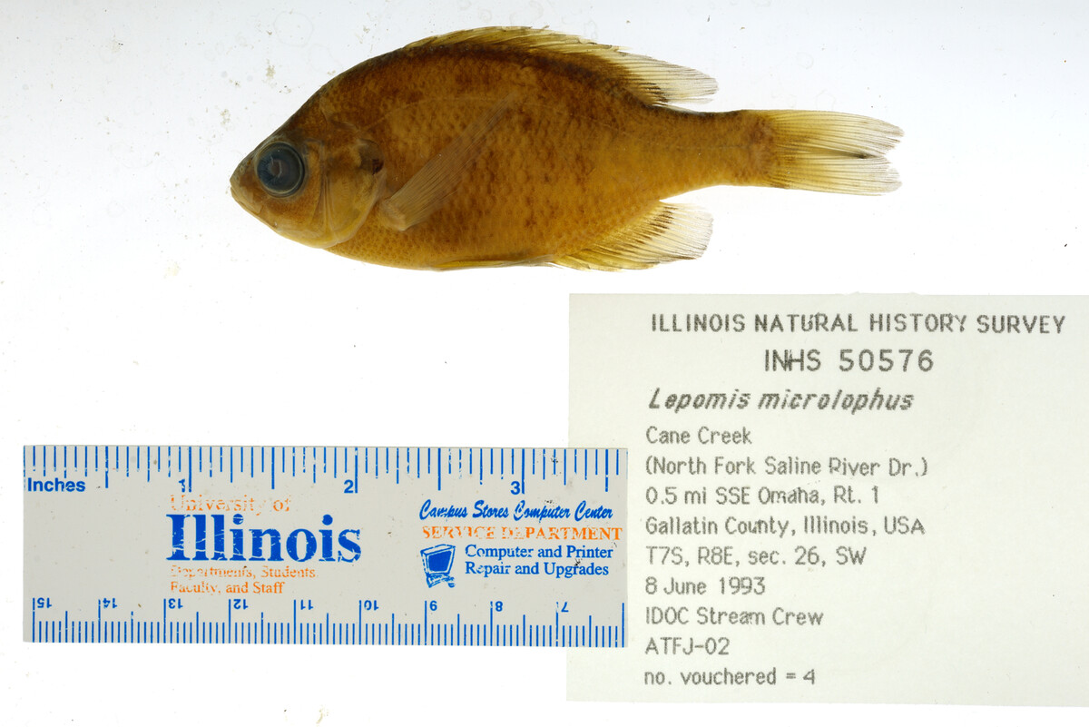 Lepomis microlophus image