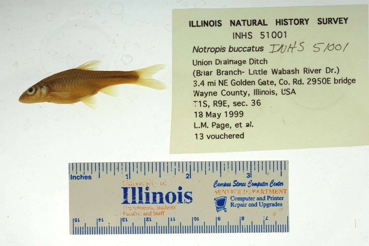 Notropis buccatus image