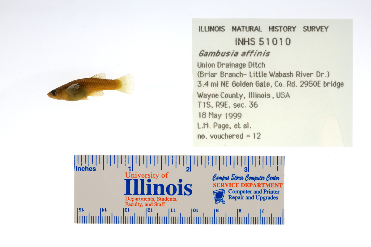 Gambusia affinis image