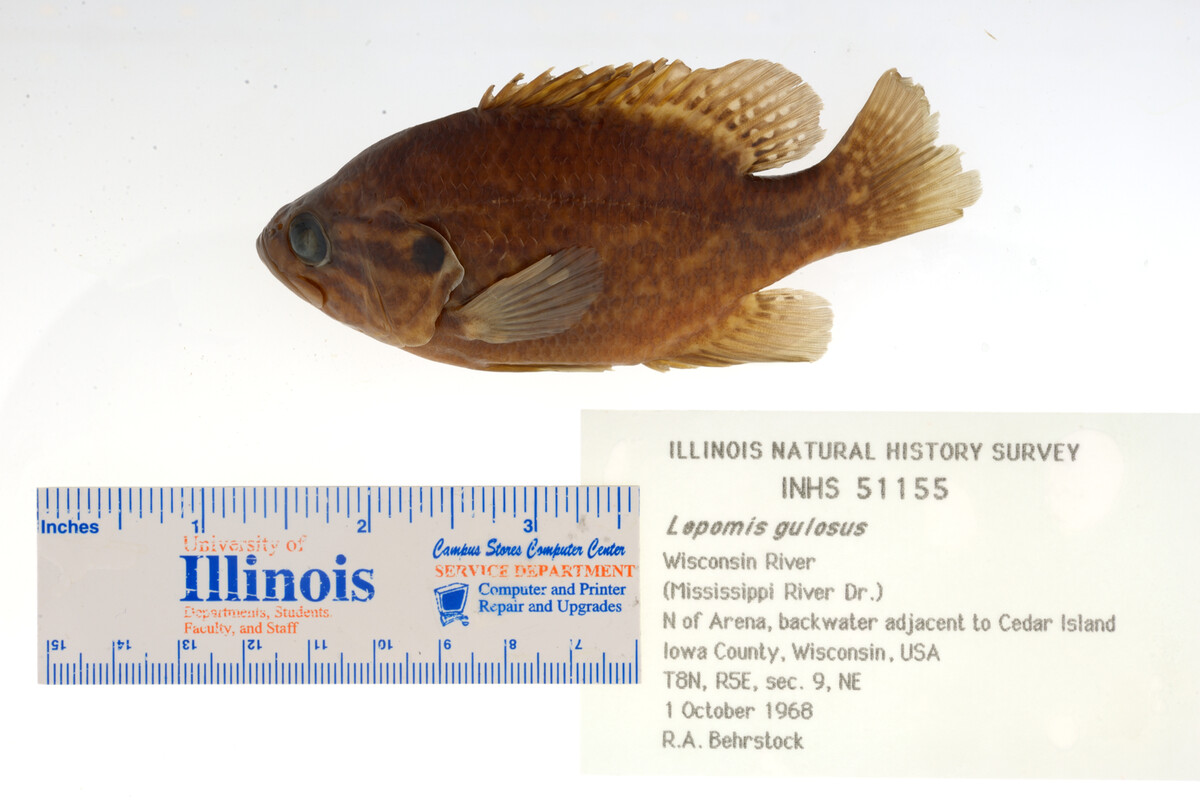 Lepomis gulosus image