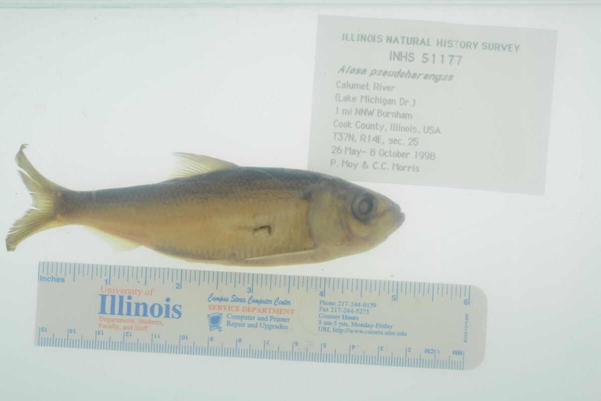Alosa pseudoharengus image
