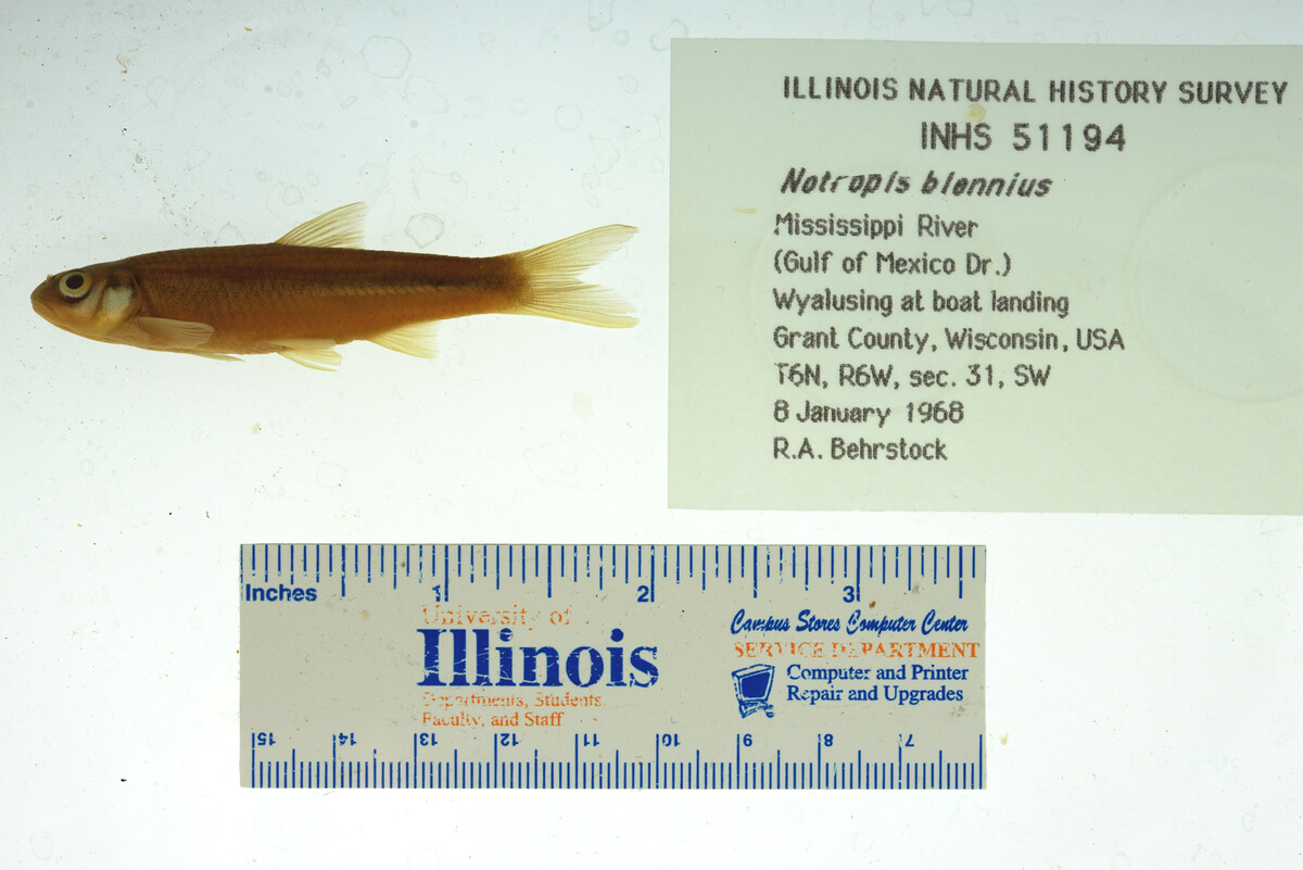 Notropis blennius image