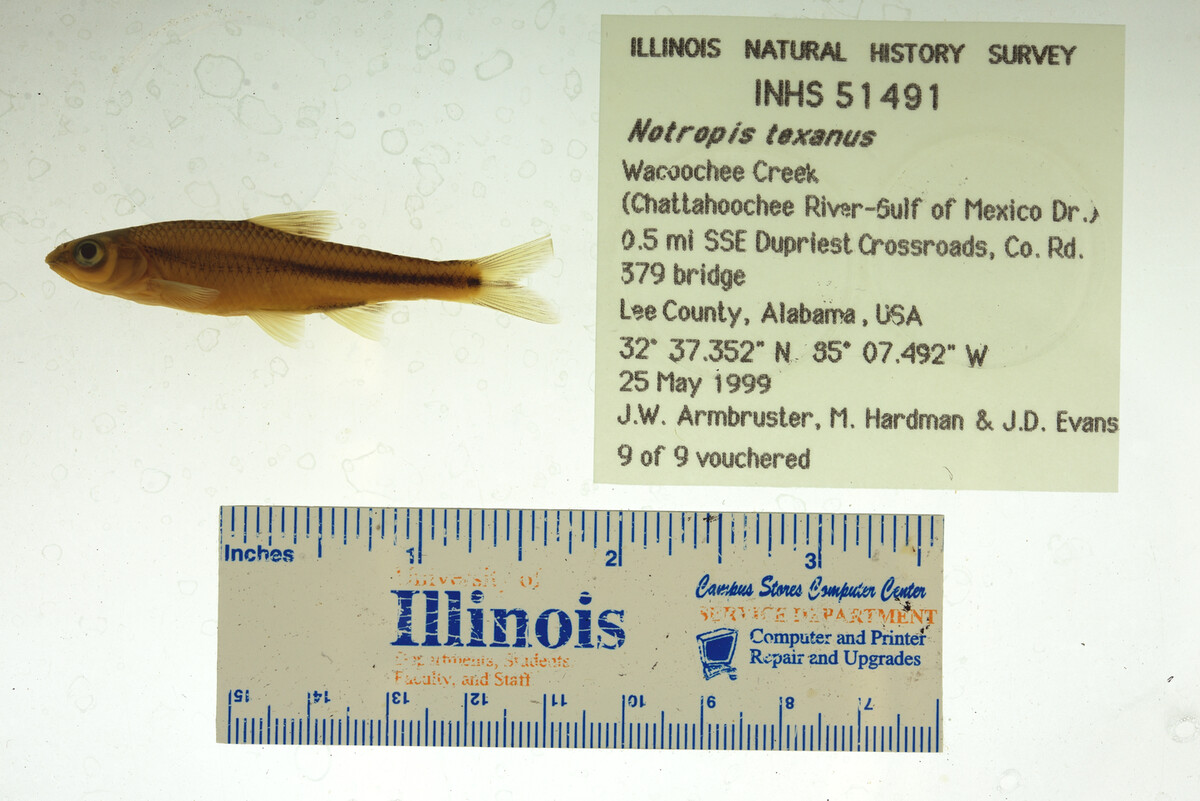 Notropis texanus image