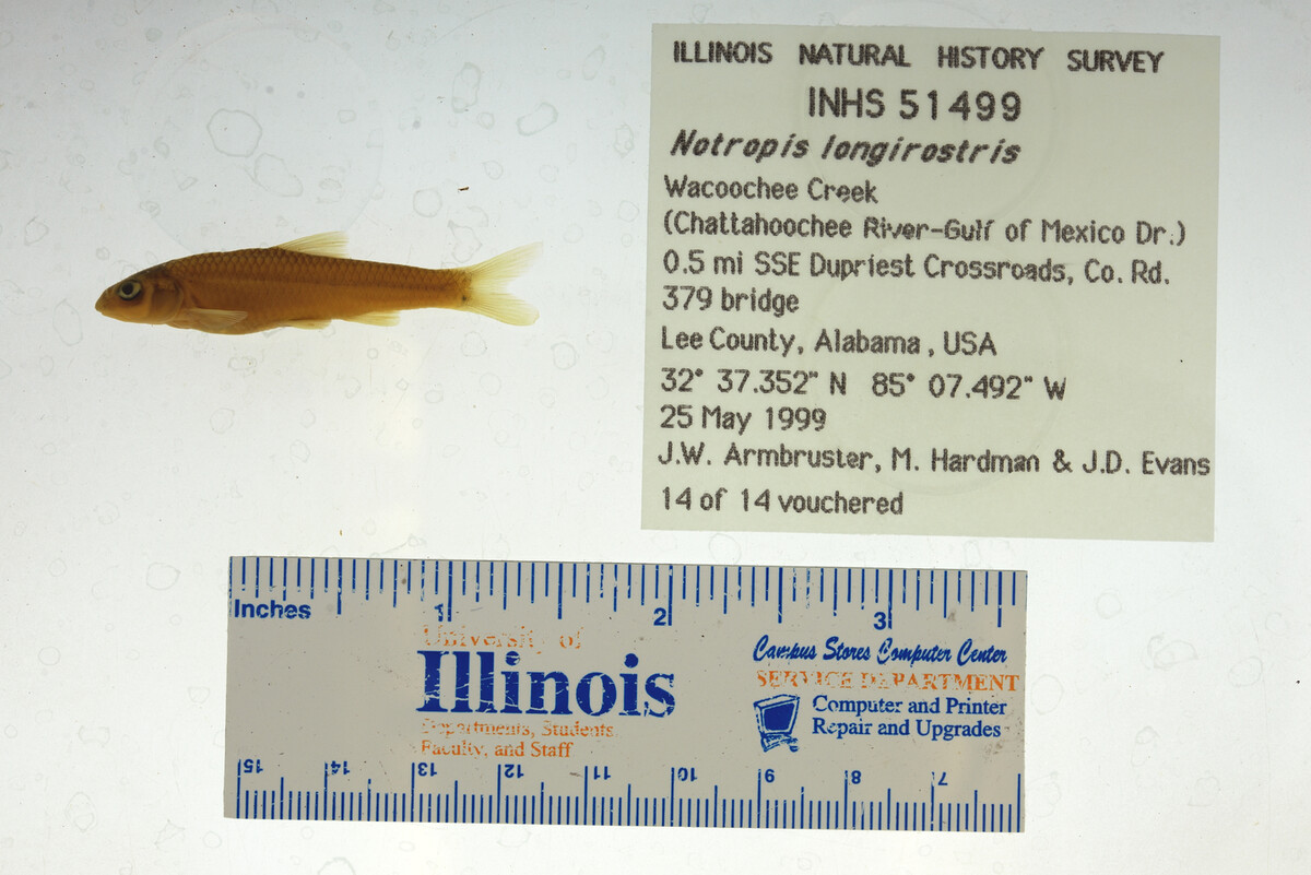 Notropis longirostris image
