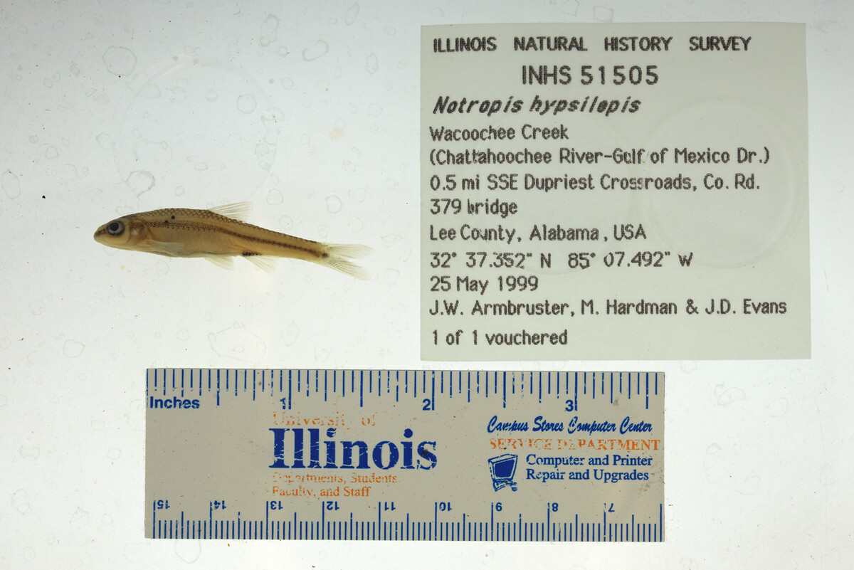 Notropis hypsilepis image