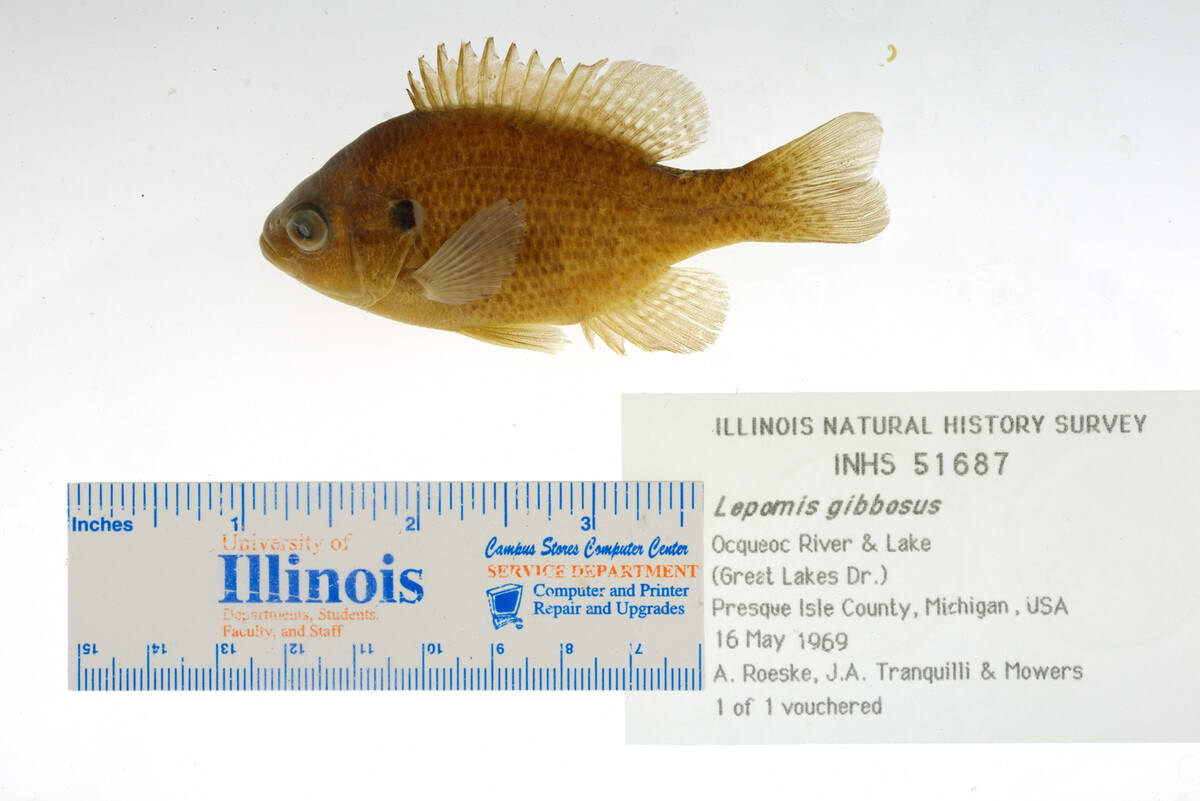 Lepomis gibbosus image