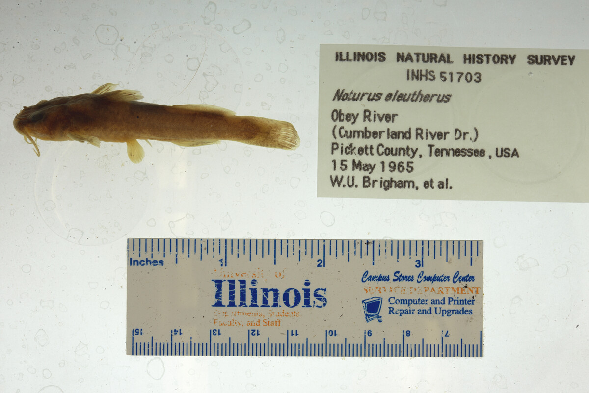 Noturus eleutherus image