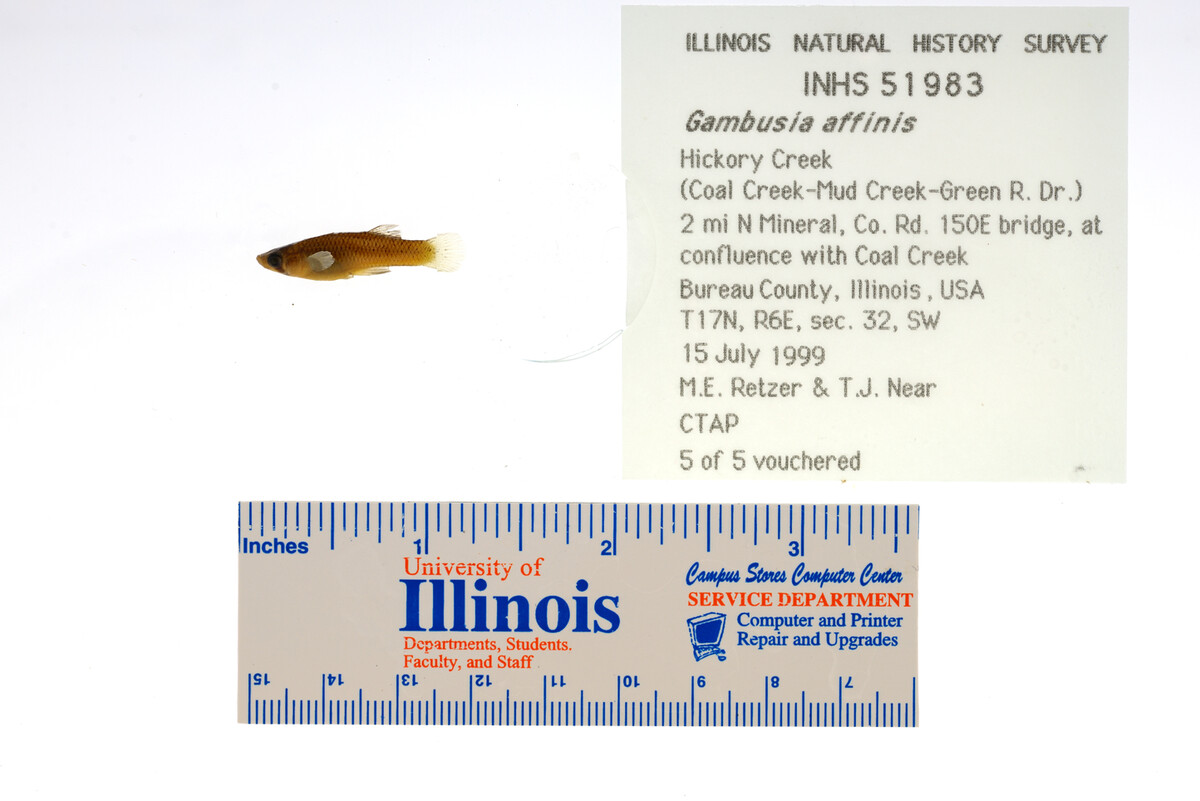 Poeciliidae image