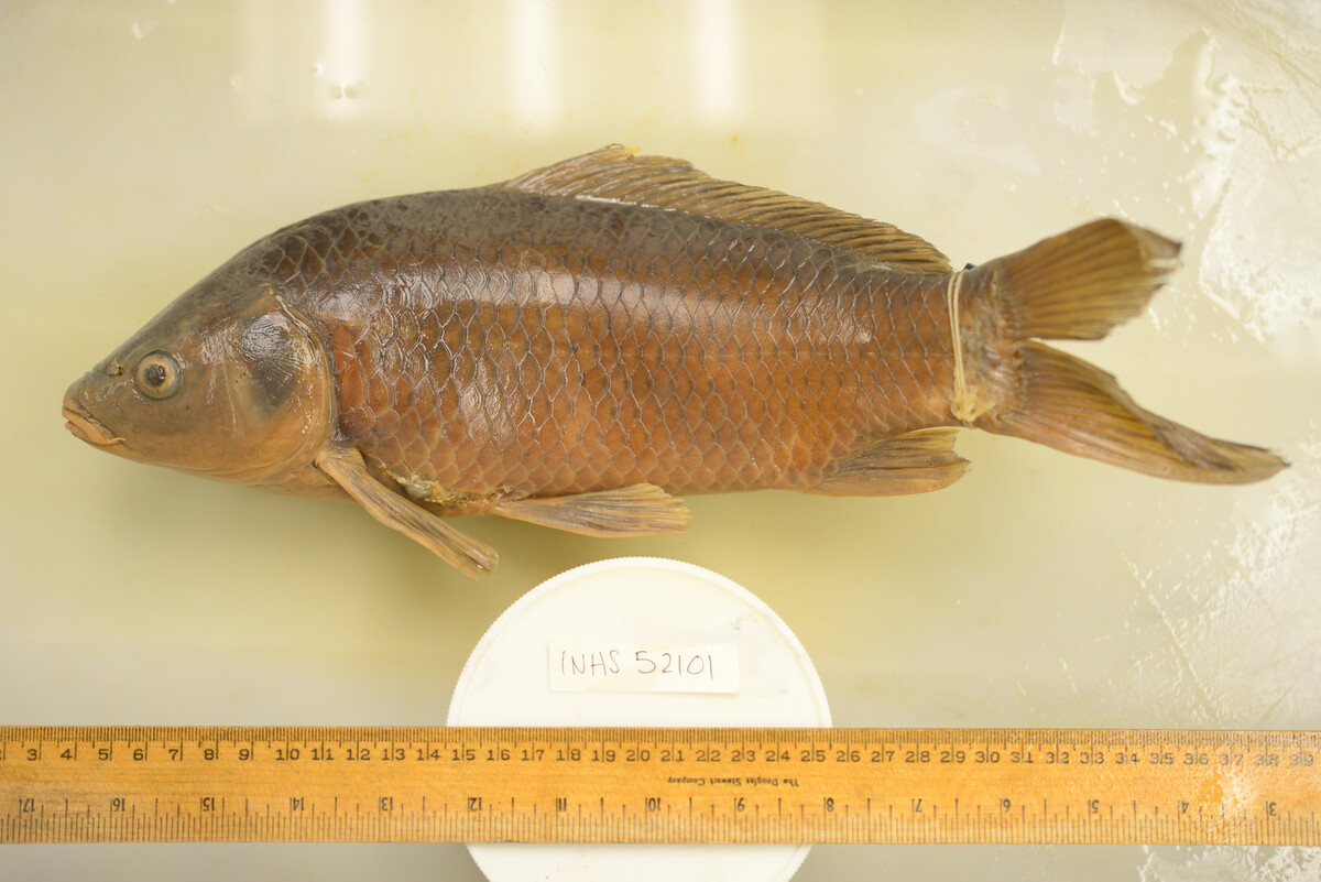 Cyprinus carpio image