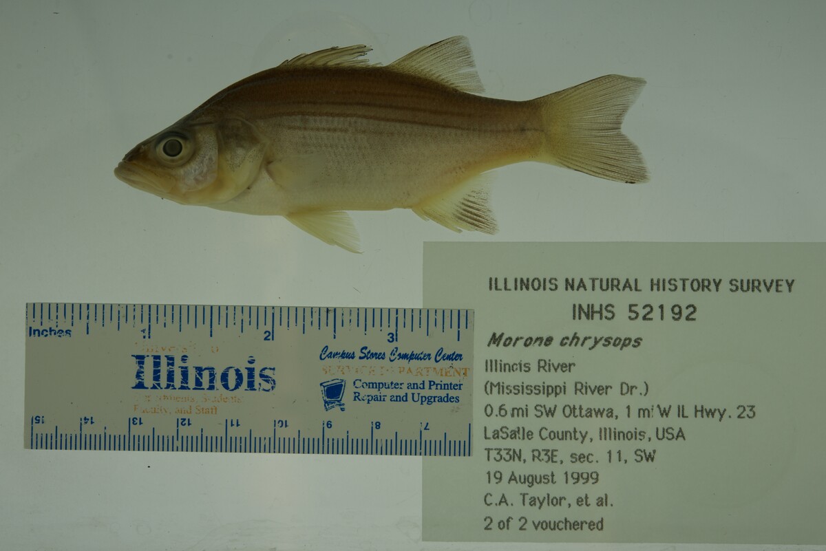 Moronidae image