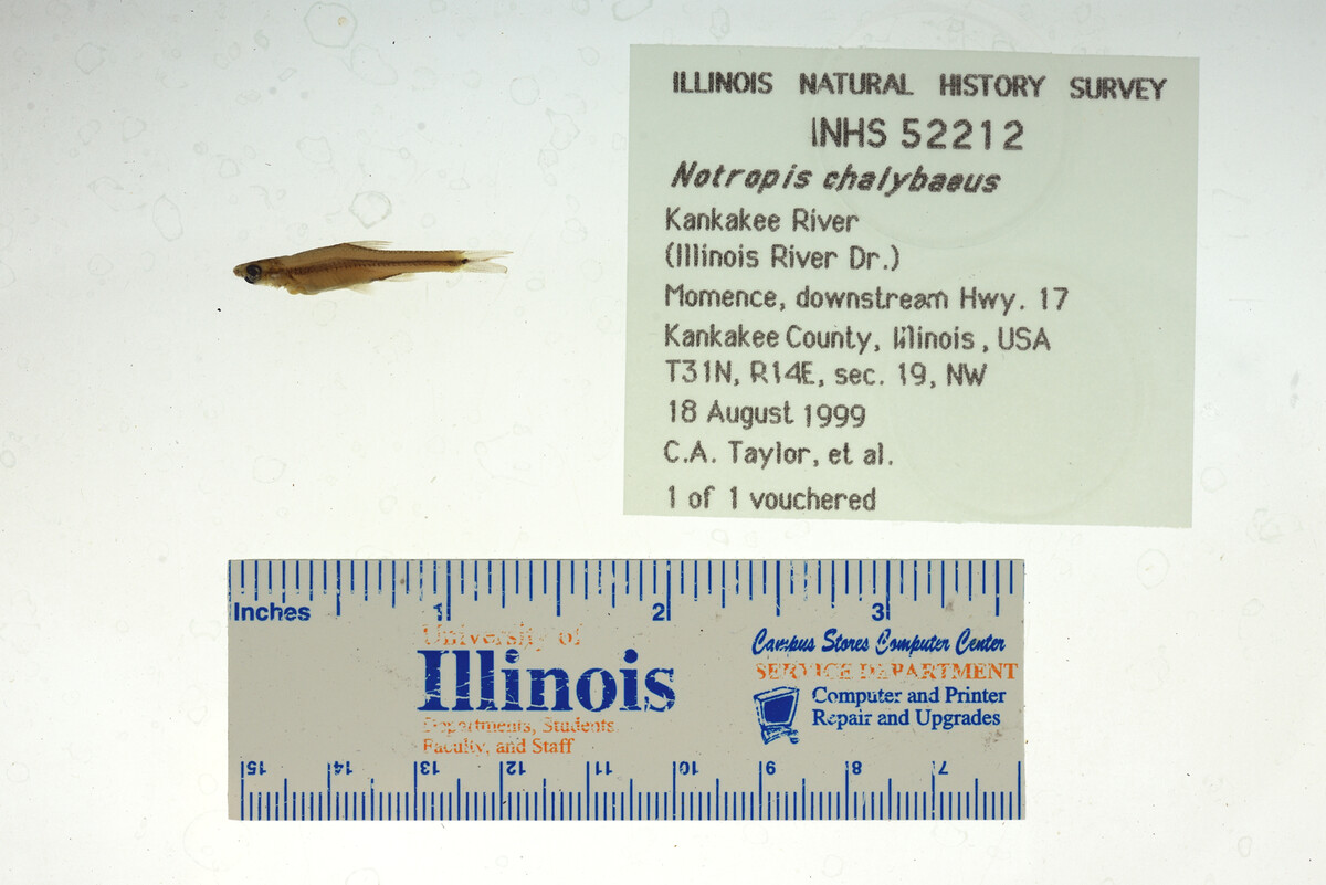 Notropis chalybaeus image