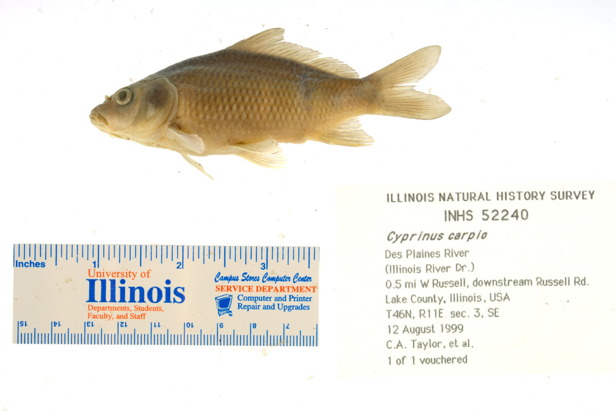 Cyprinus carpio image