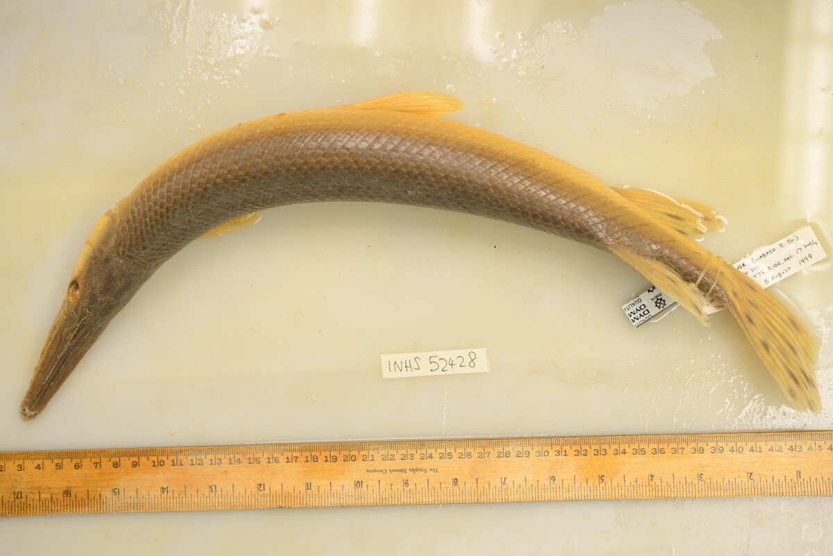 Lepisosteus platostomus image