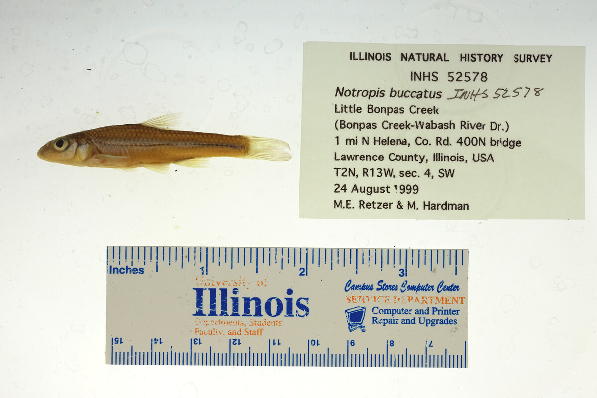 Notropis buccatus image