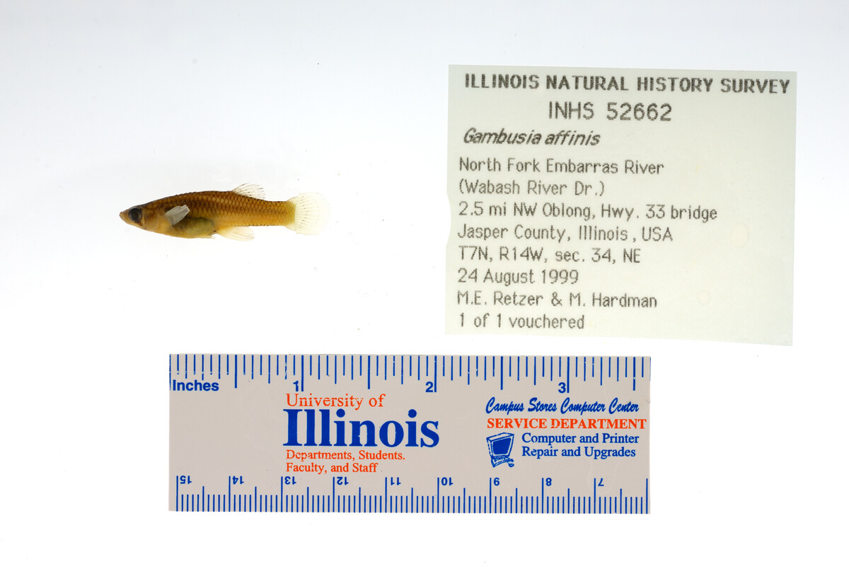 Poeciliidae image