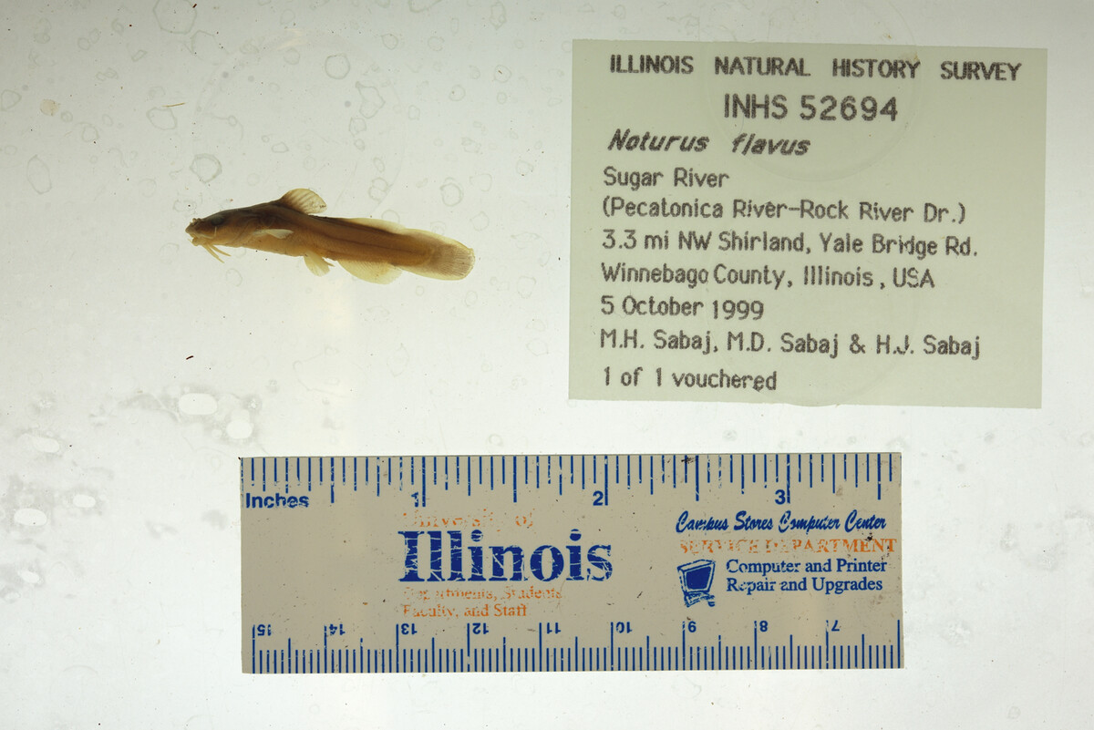 Noturus flavus image