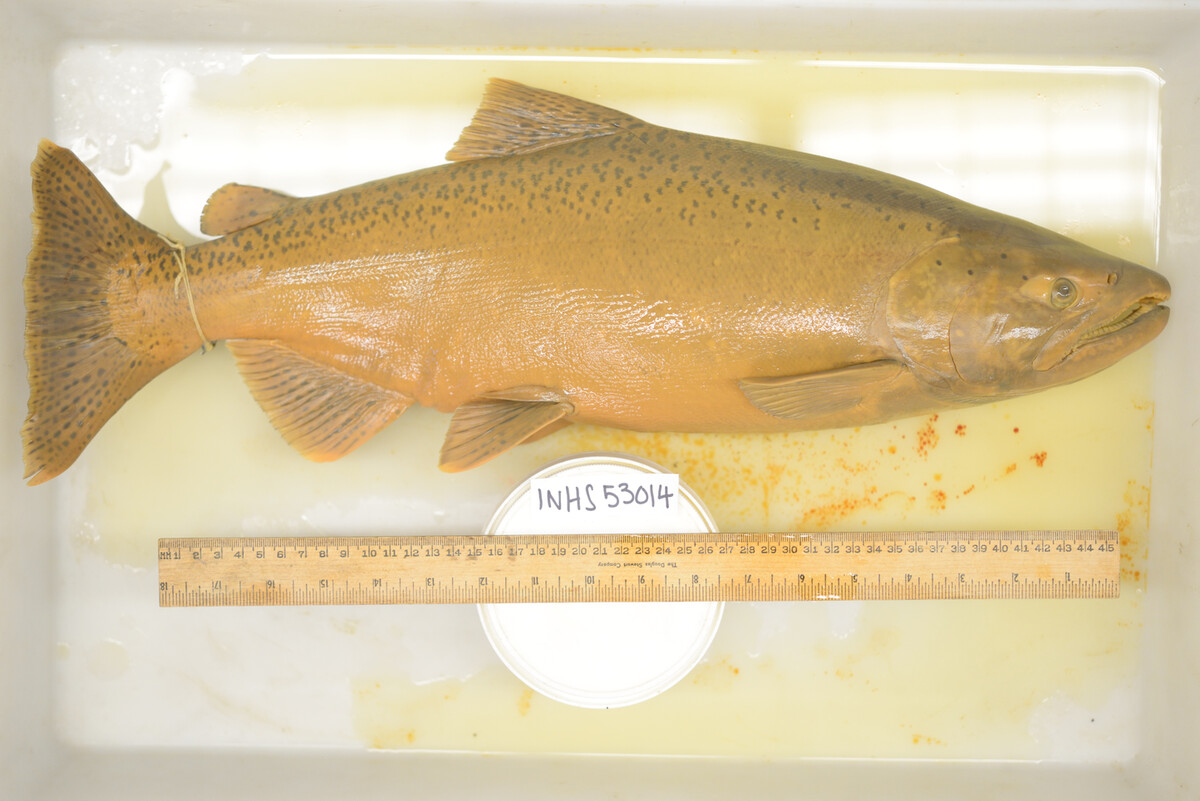 Oncorhynchus image