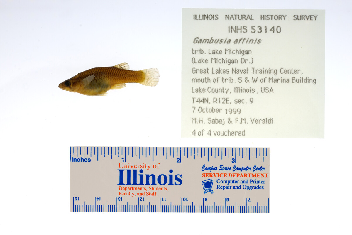 Gambusia affinis image