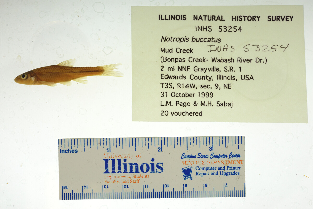 Notropis buccatus image