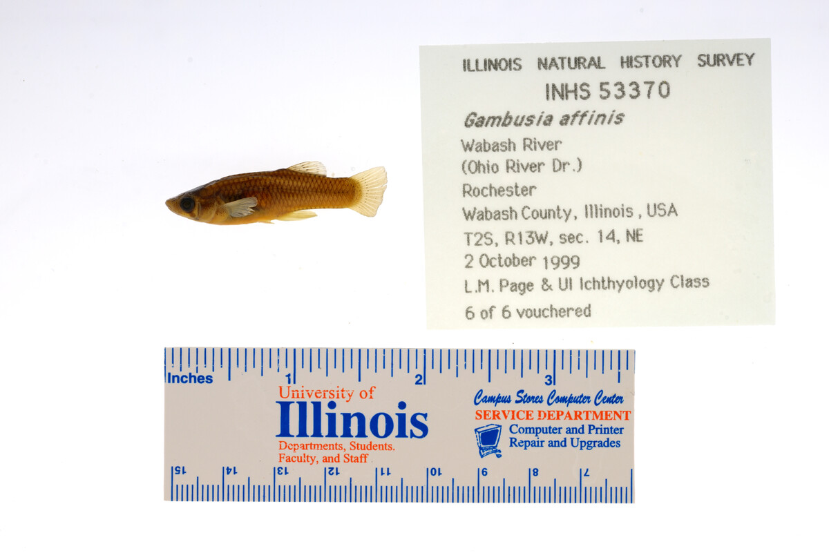 Gambusia affinis image