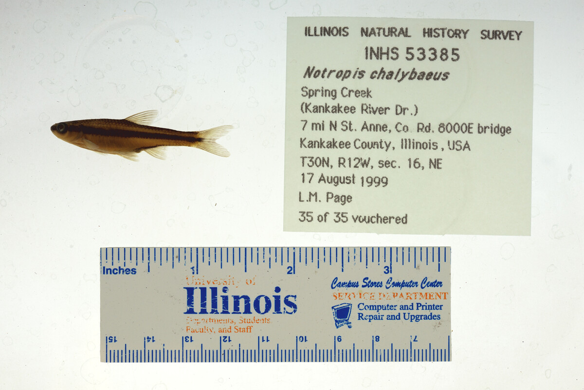 Notropis chalybaeus image