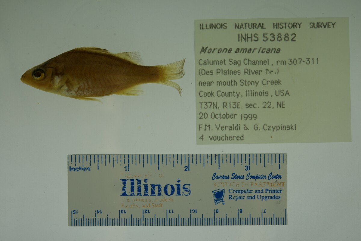 Morone americana image