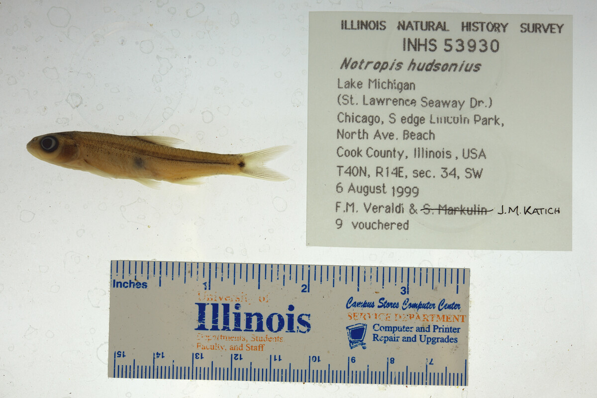 Notropis hudsonius image