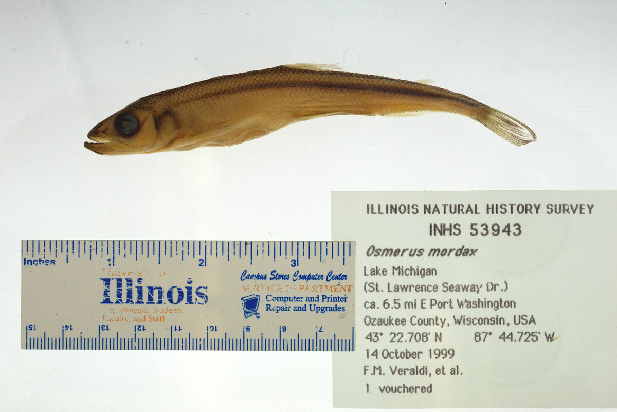 Osmerus mordax image