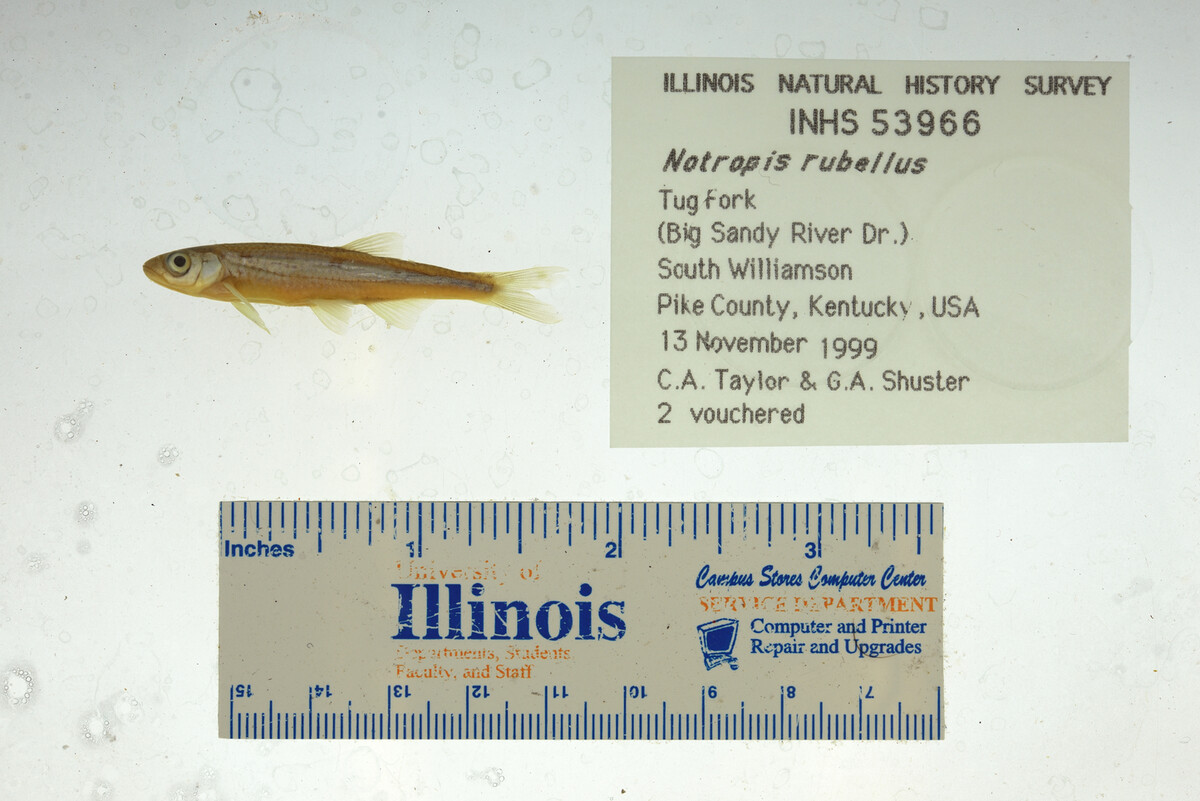 Notropis rubellus image