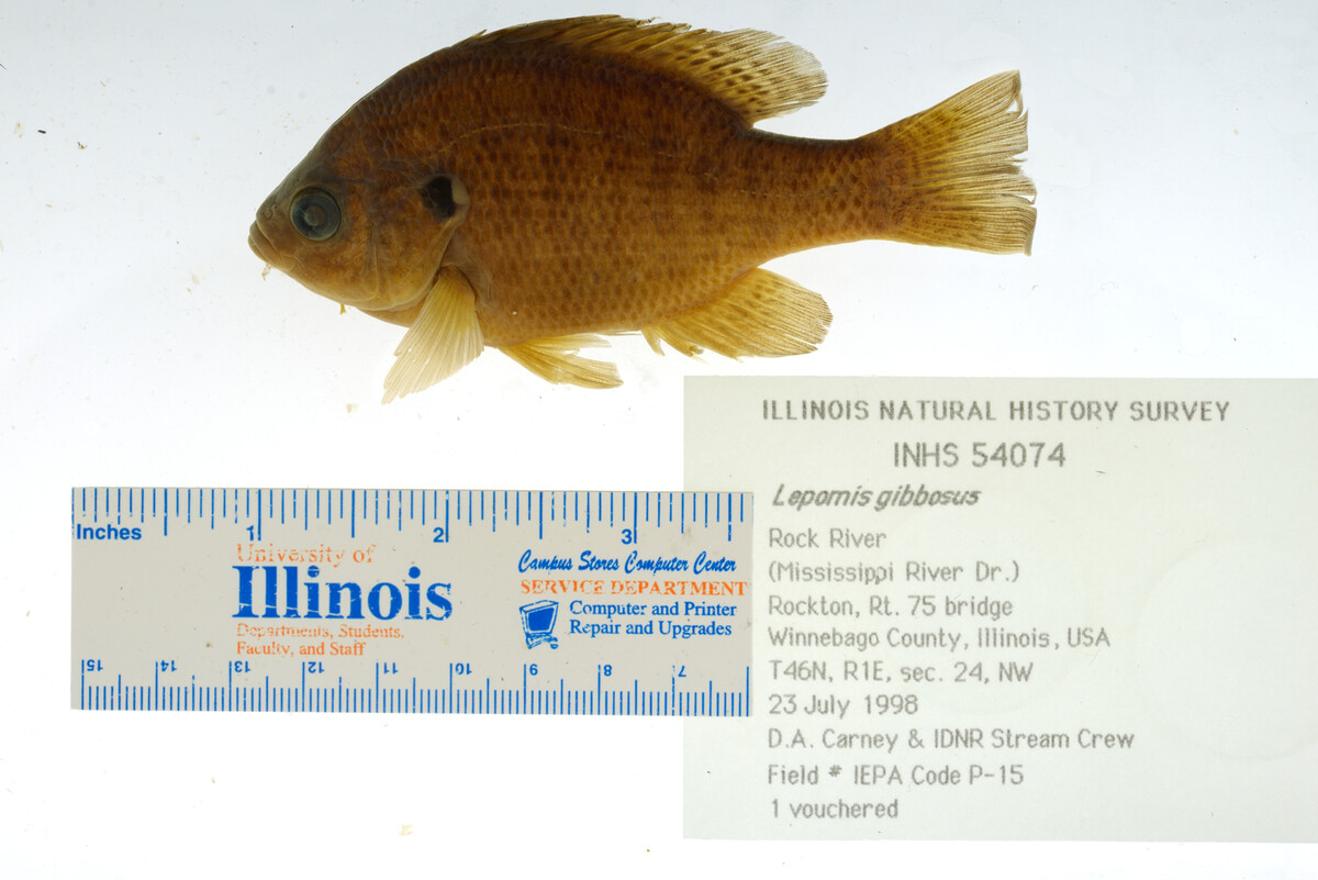 Lepomis gibbosus image