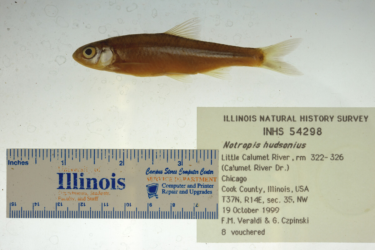 Notropis hudsonius image