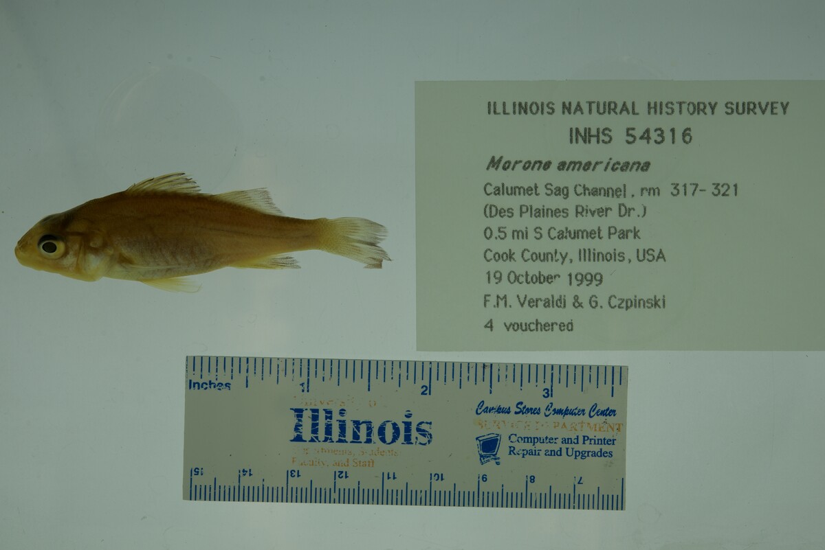 Morone americana image