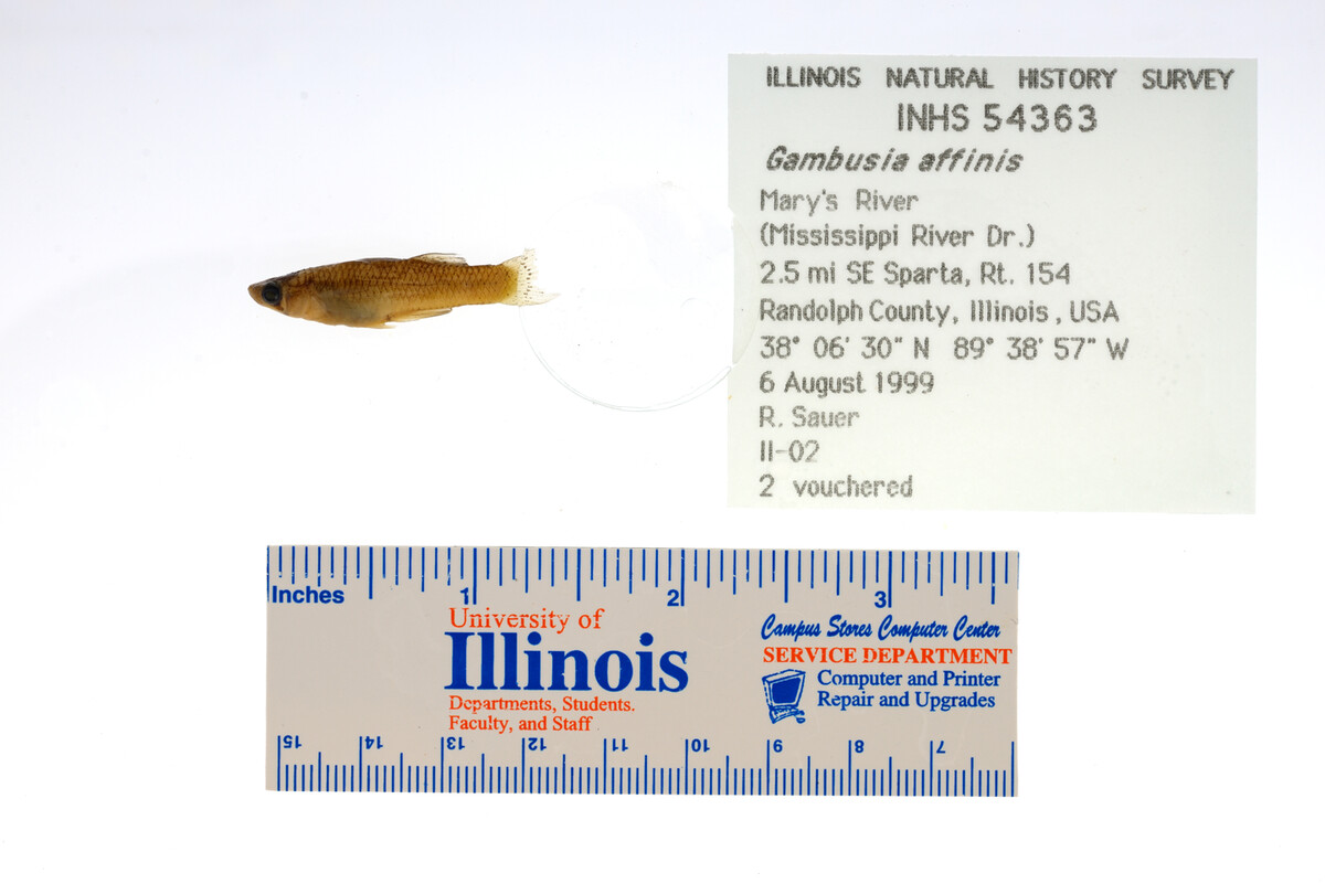 Gambusia affinis image