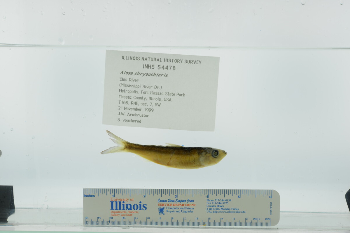 Alosa chrysochloris image