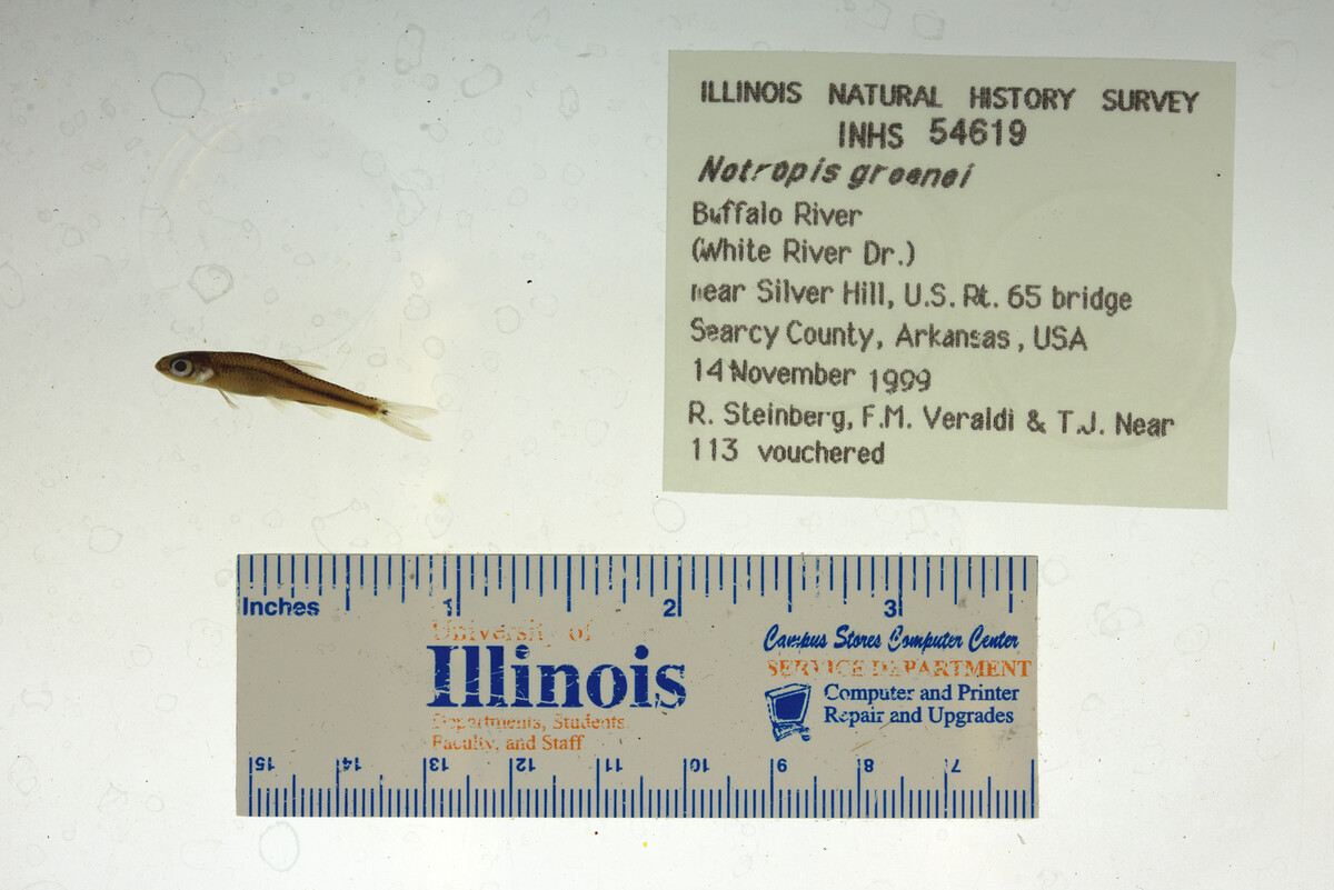 Notropis greenei image