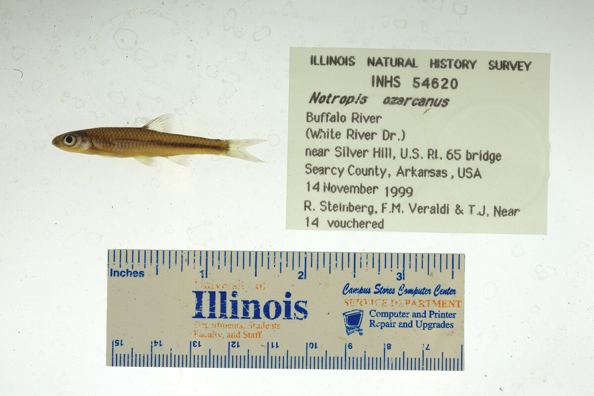 Notropis ozarcanus image