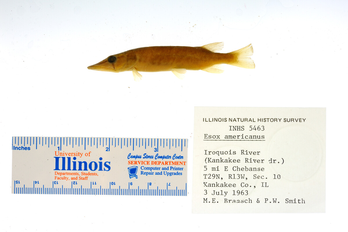 Esox image