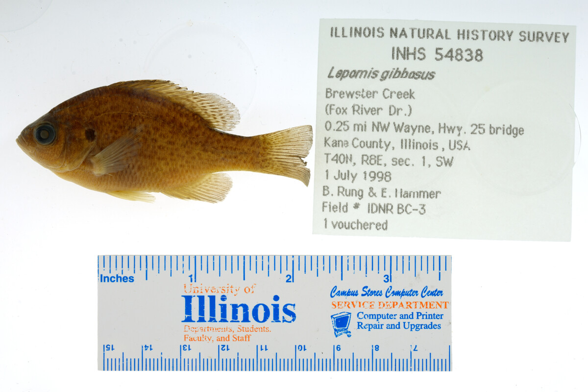 Lepomis gibbosus image