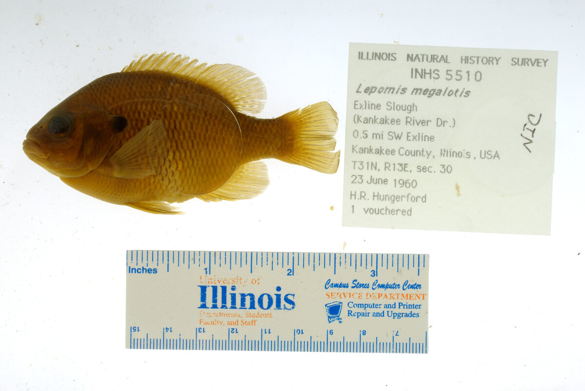 Lepomis megalotis image