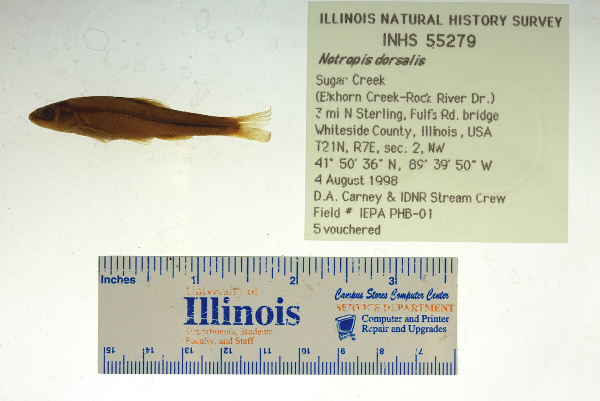 Hybopsis dorsalis image