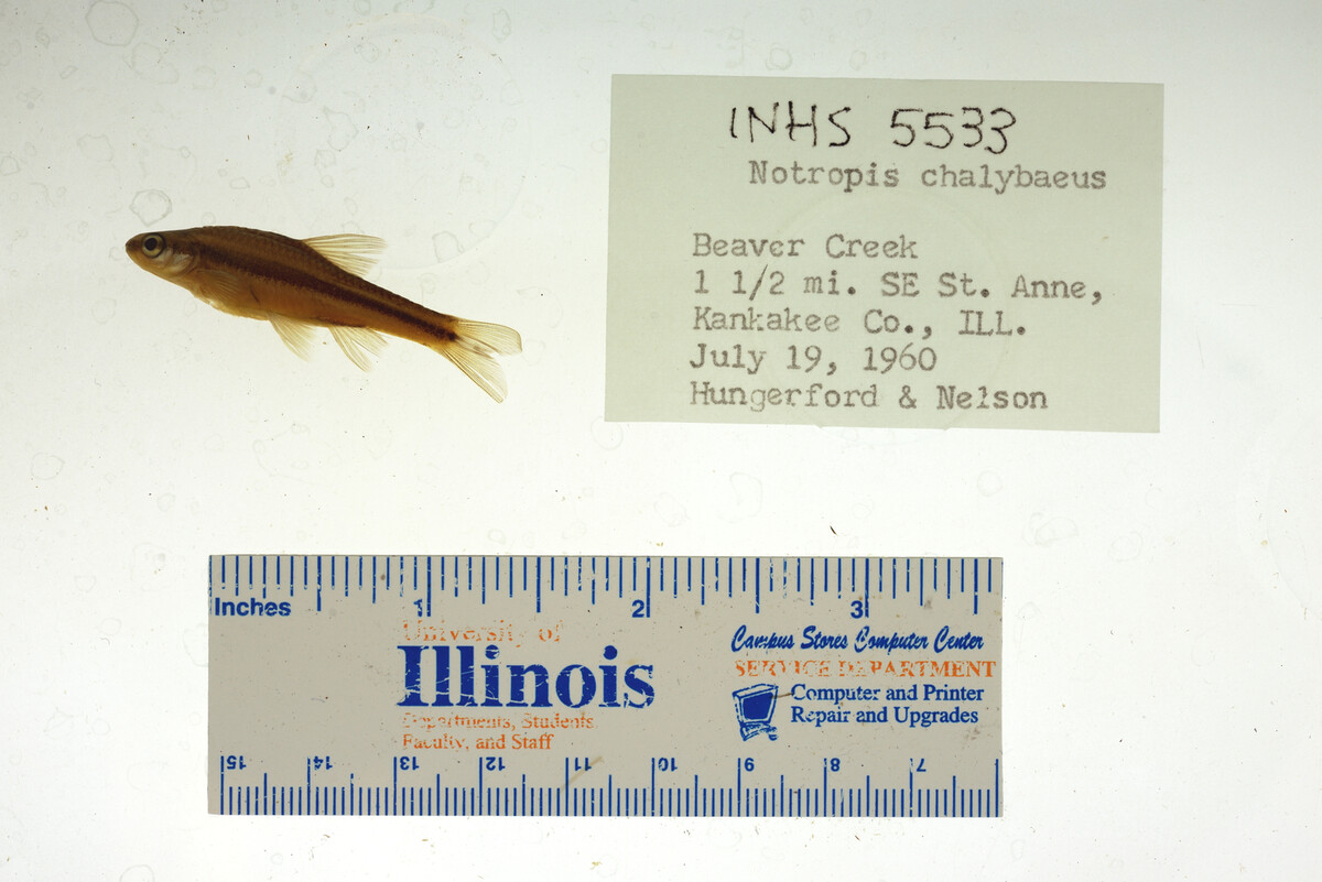 Notropis chalybaeus image