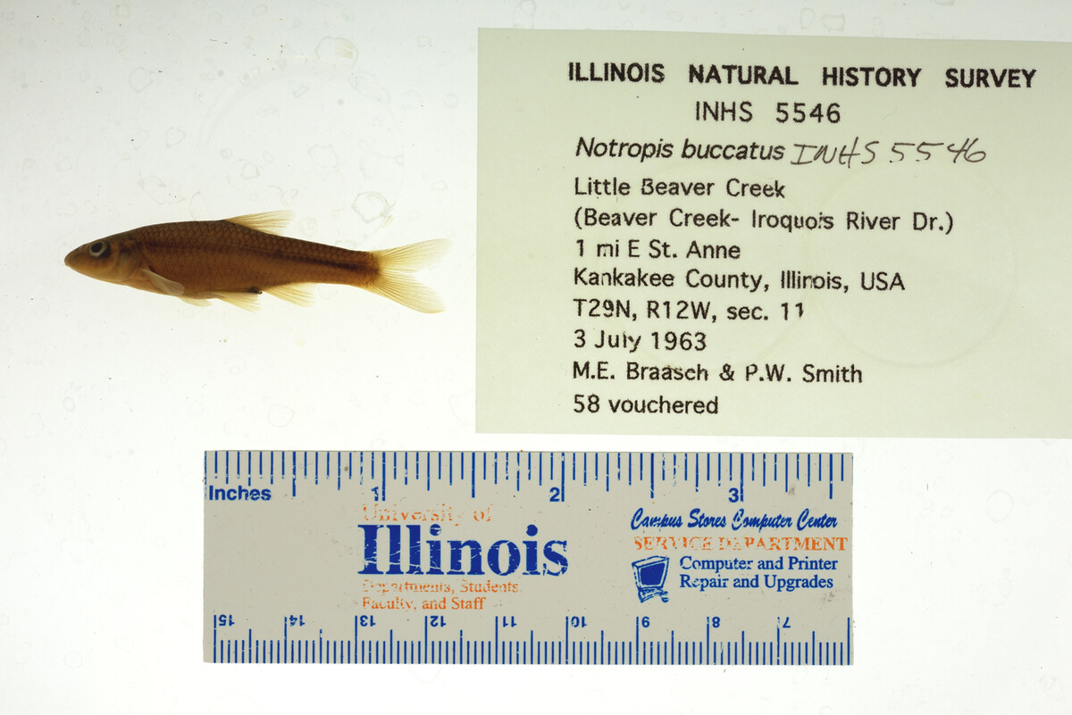 Notropis buccatus image